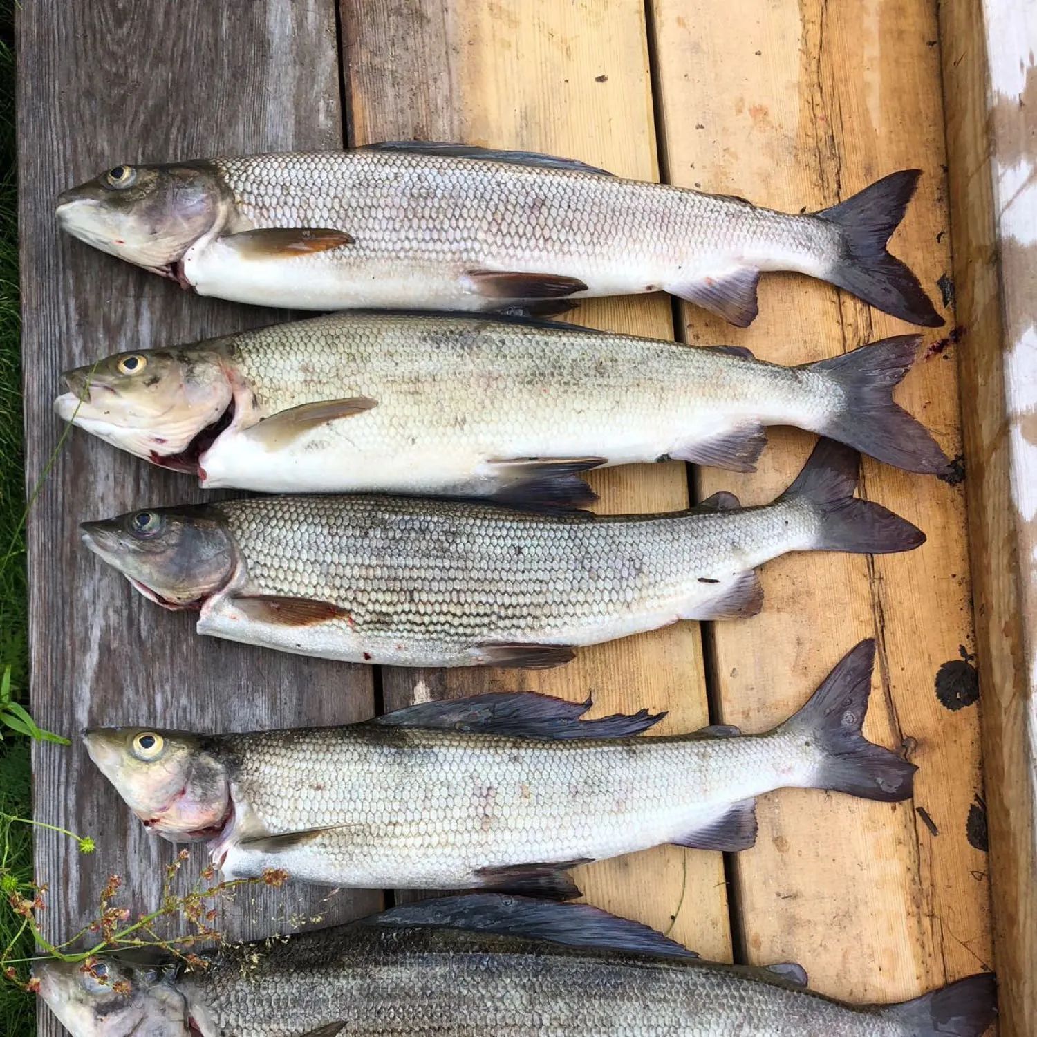 recently logged catches