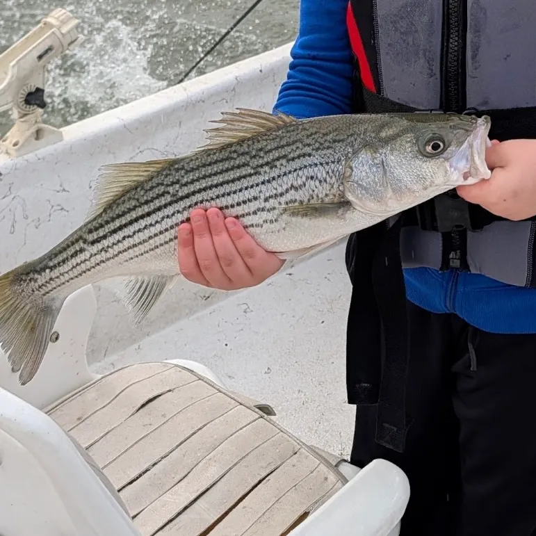 Striped bass caught on Fishbrain