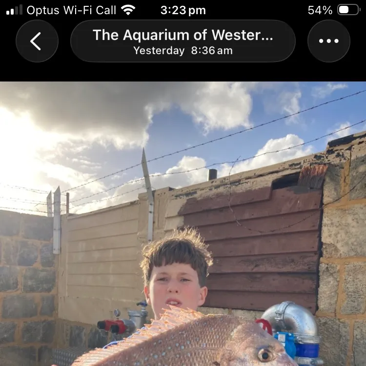 The most recent Australasian snapper catches on Fishbrain