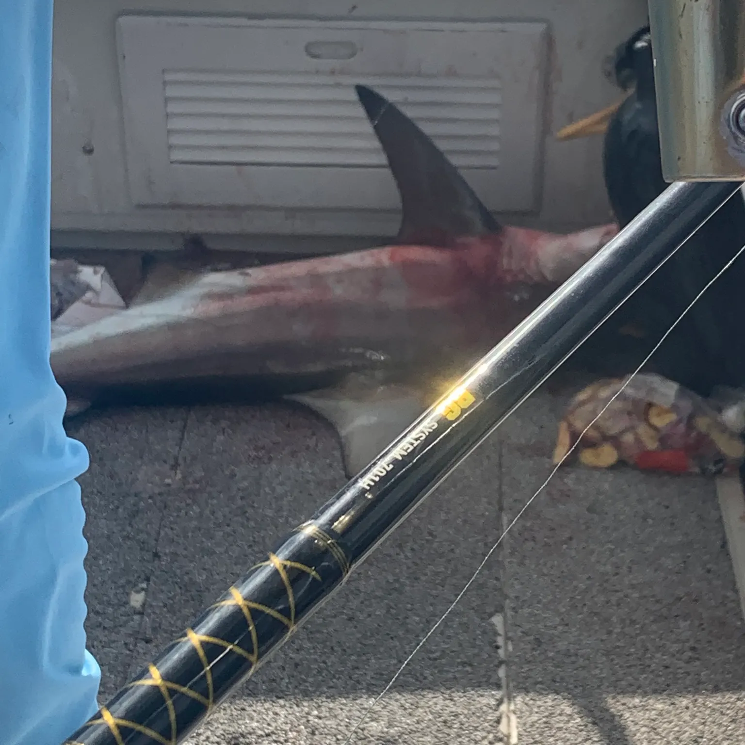 The most recent Blacktip shark catches on Fishbrain