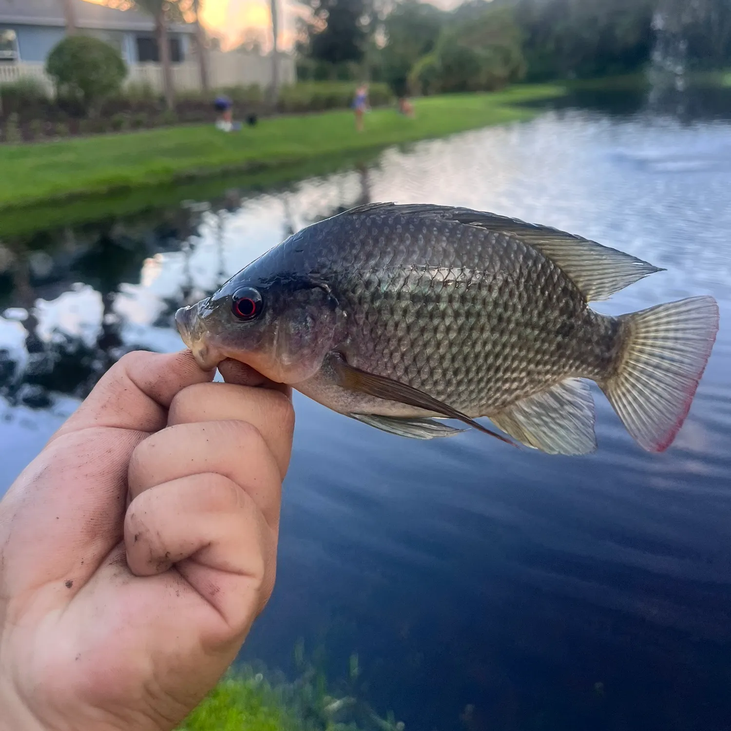 Blue tilapia caught on Fishbrain