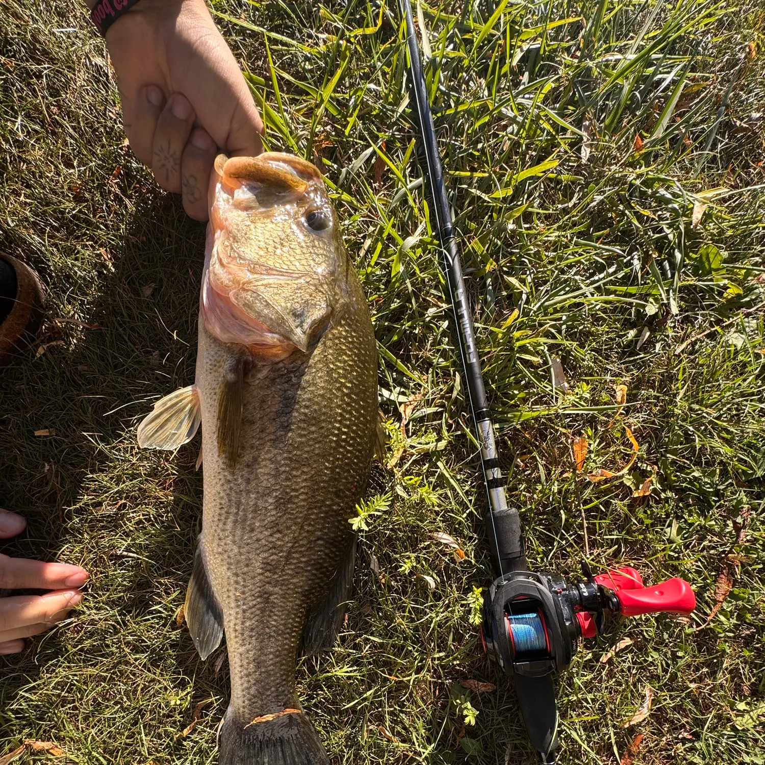 Largemouth bass caught on Fishbrain