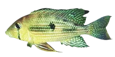 Pearl cichlid
