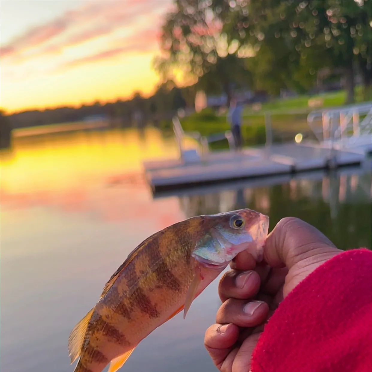 Yellow perch caught on Fishbrain