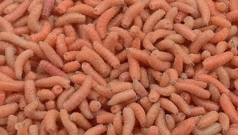 Larva