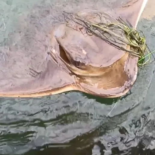 The most recent Common eagle ray catches on Fishbrain