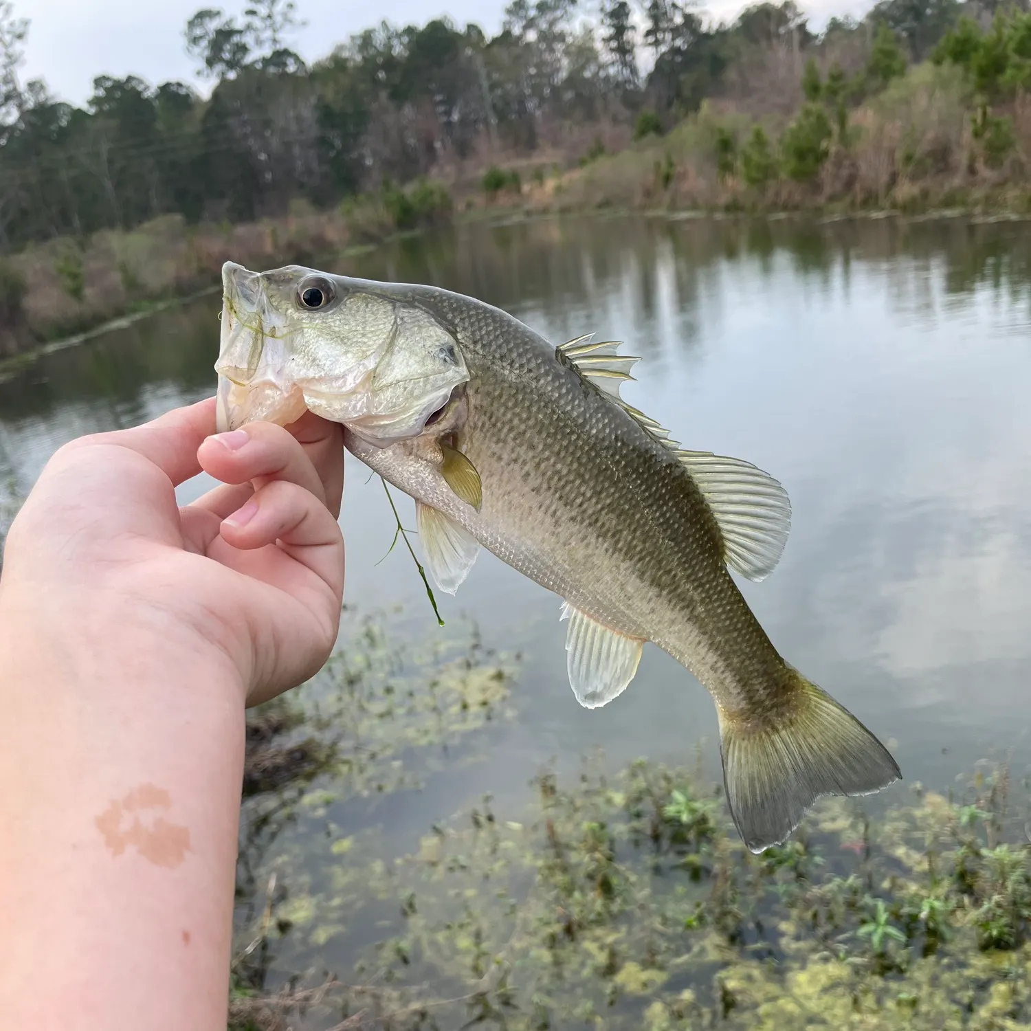 The most recent Largemouth bass catches on Fishbrain