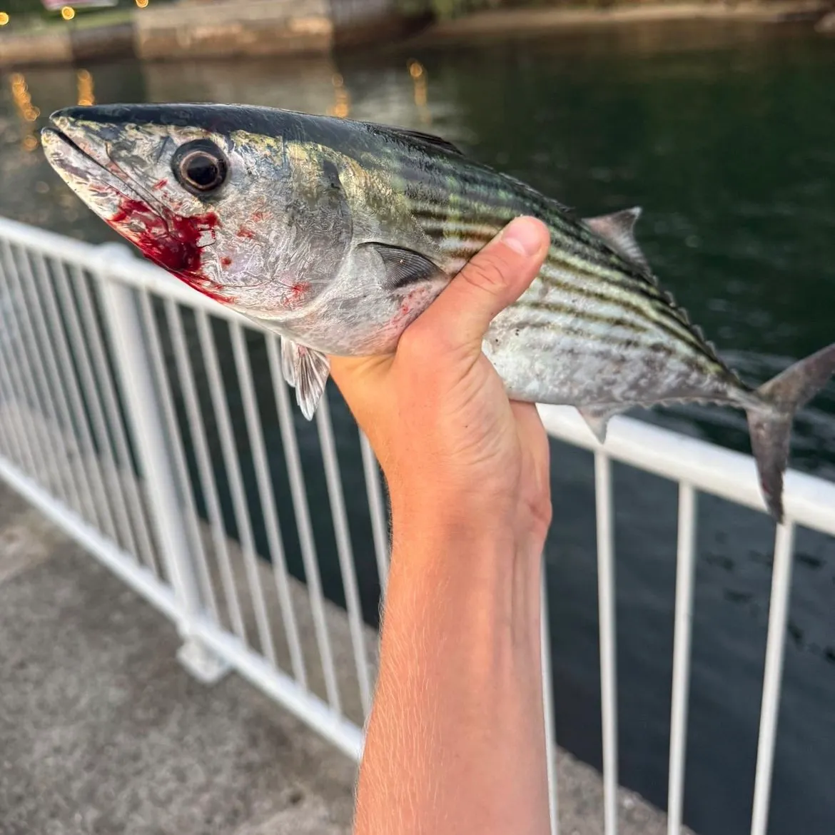 The most recent Australian bonito catches on Fishbrain