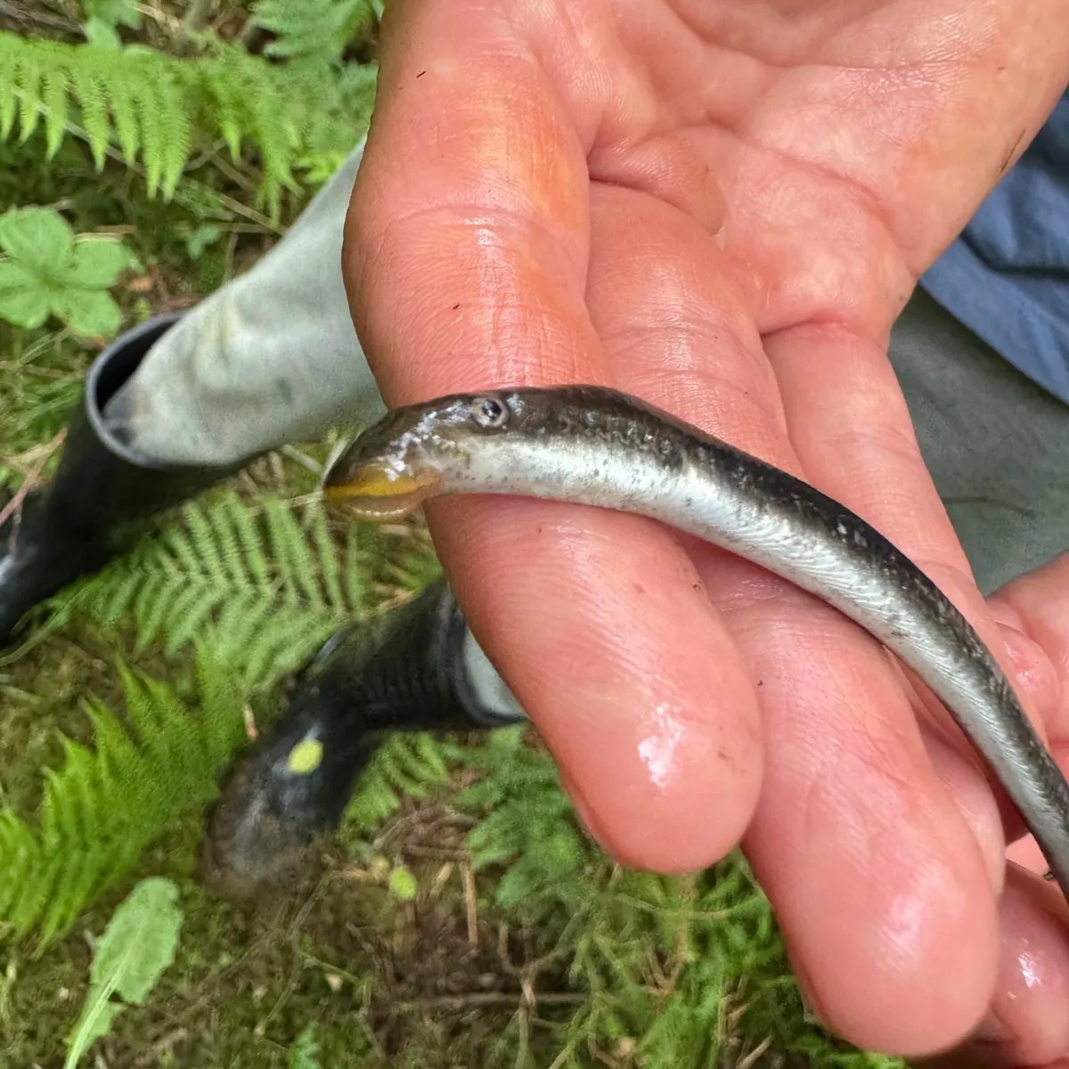 The most recent European brook lamprey catches on Fishbrain