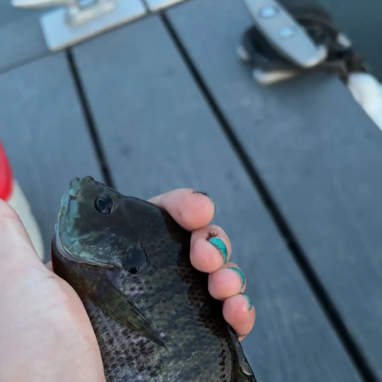 Bluegill caught on Fishbrain