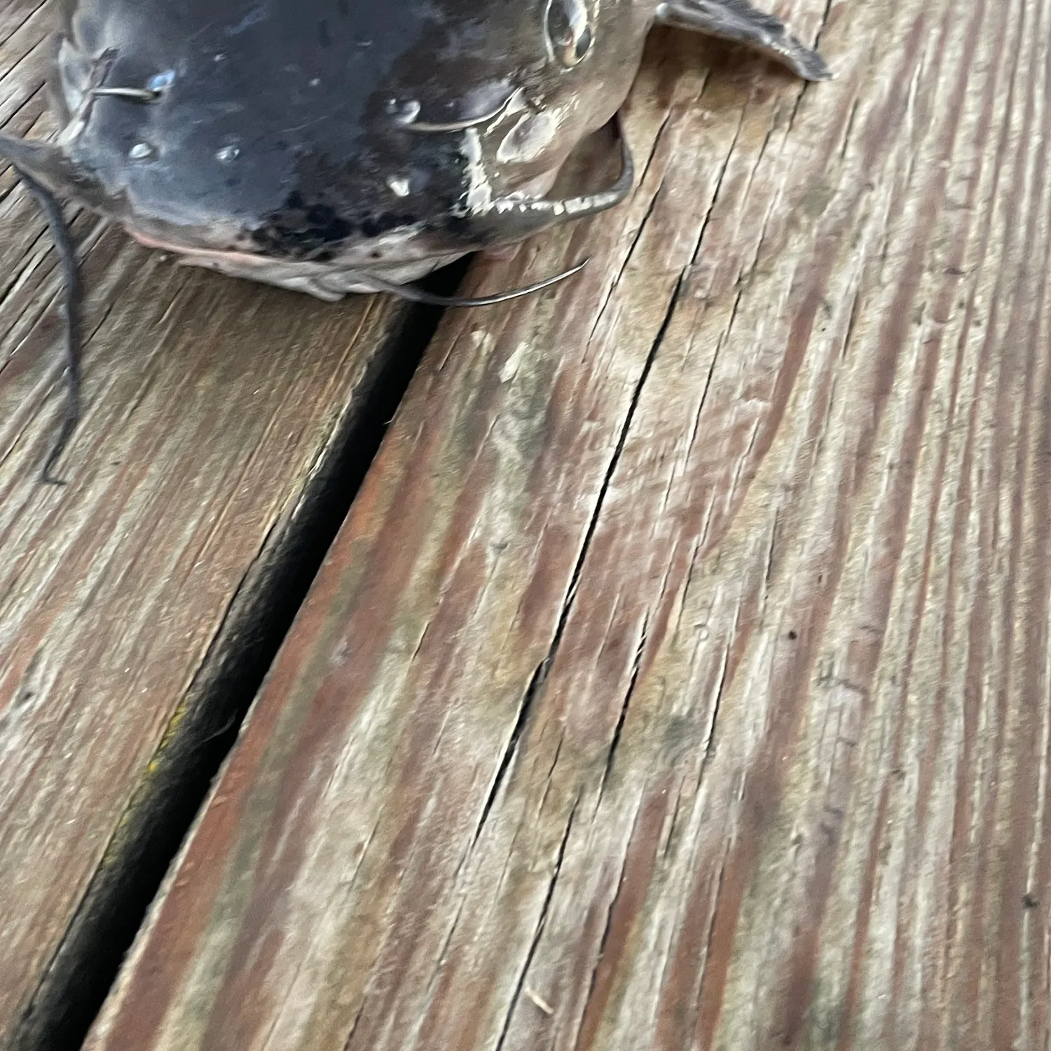 Channel catfish caught on Fishbrain