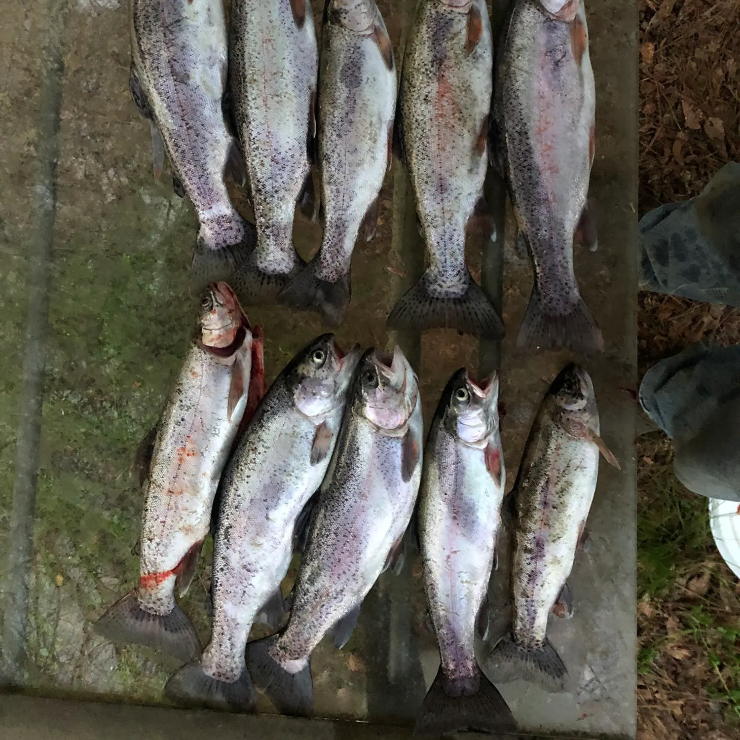 recently logged catches