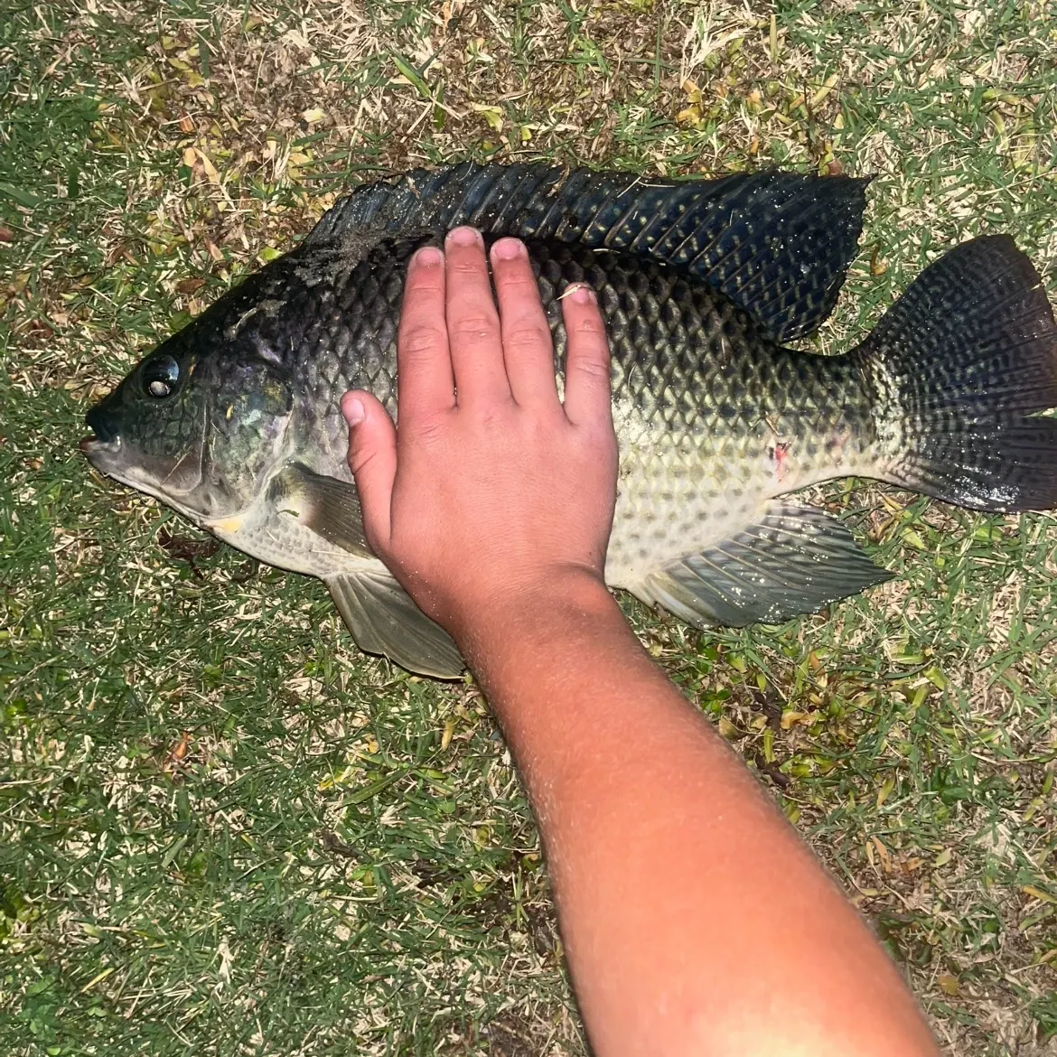 The most recent Nile tilapia catches on Fishbrain