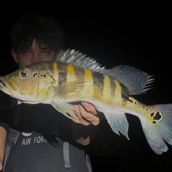 The most recent Blue peacock bass catches on Fishbrain