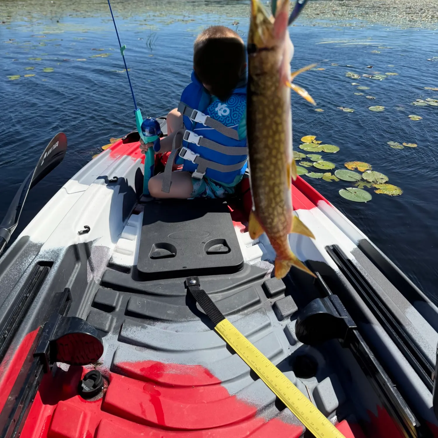 Chain pickerel caught on Fishbrain