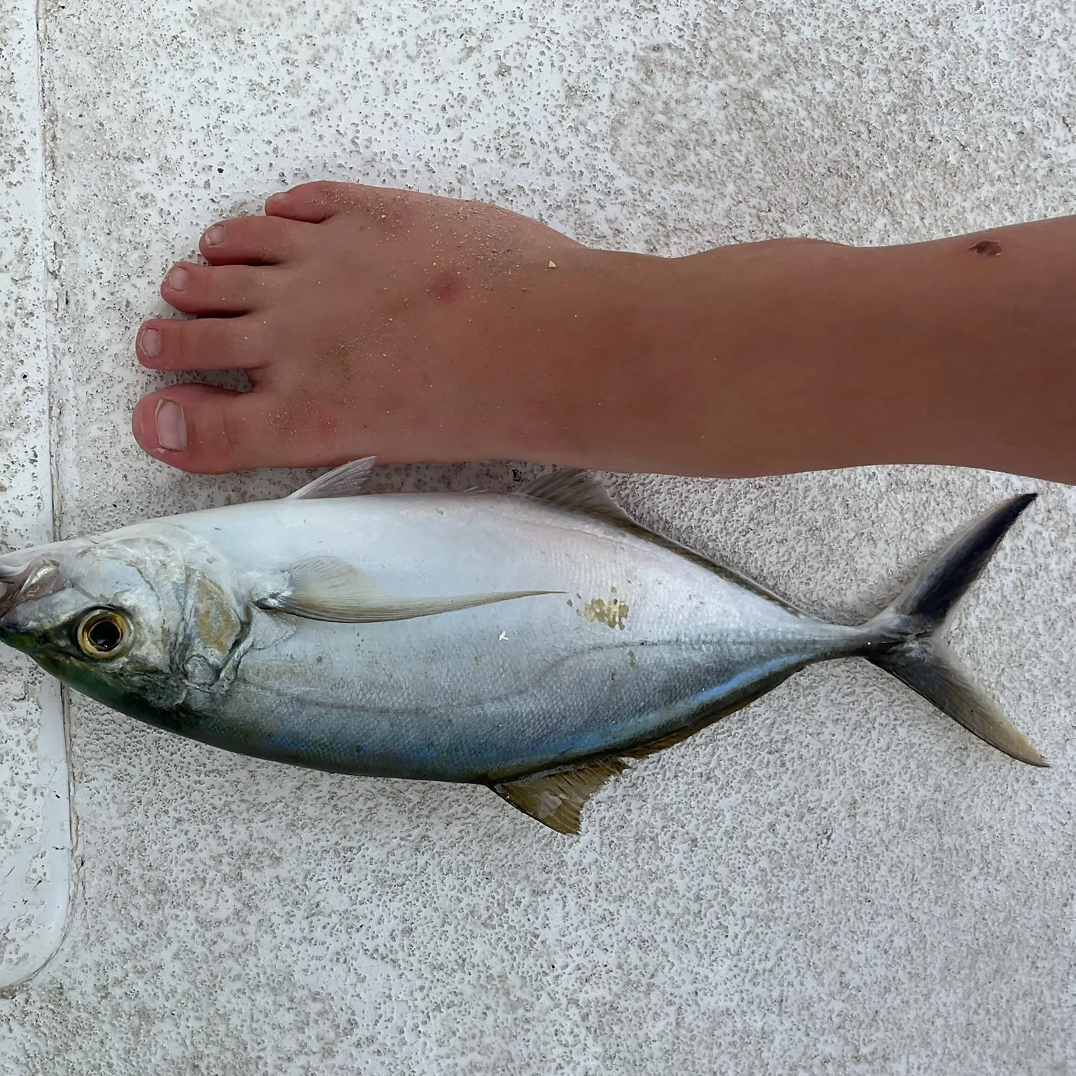 The most recent Blue runner catches on Fishbrain