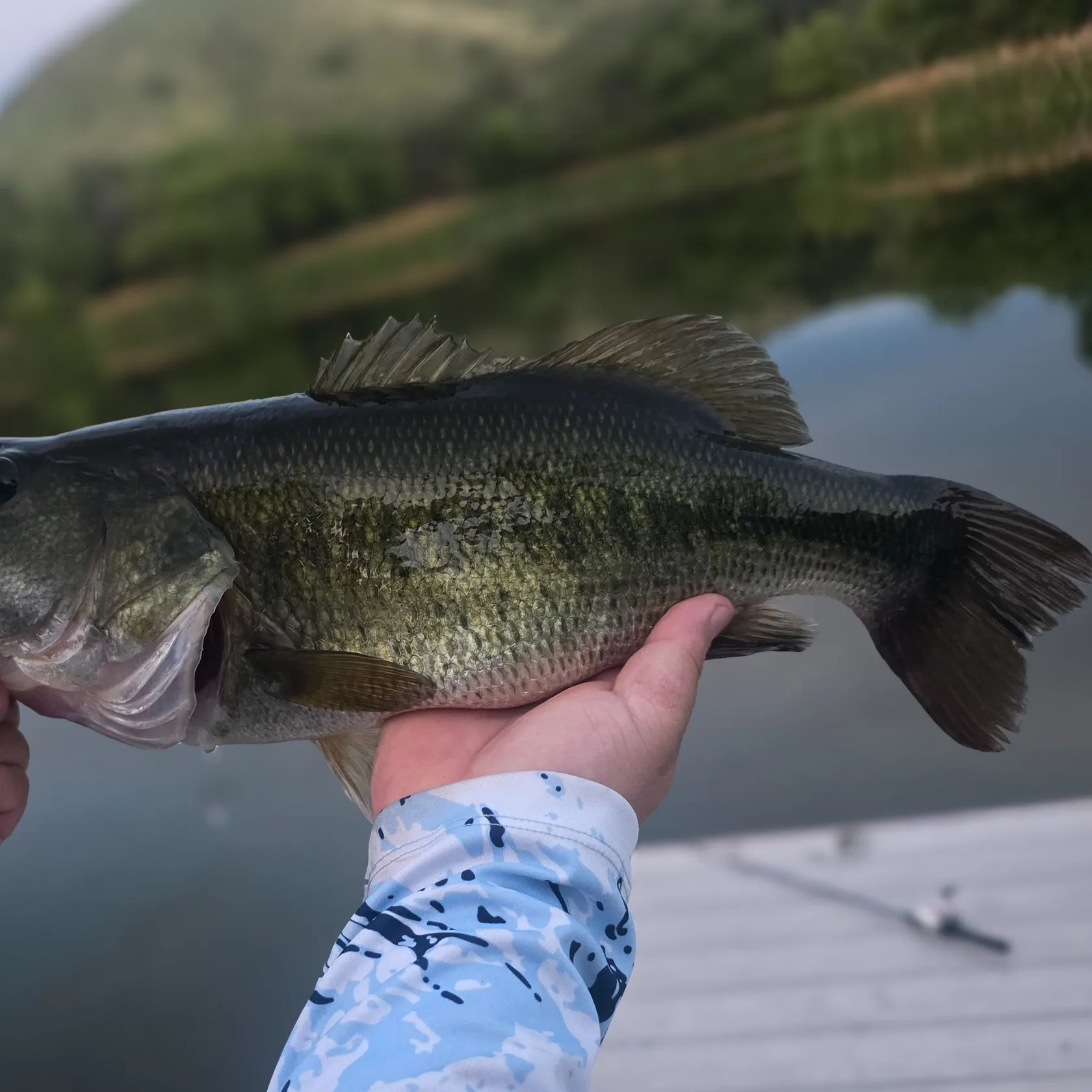 Largemouth bass caught on Fishbrain