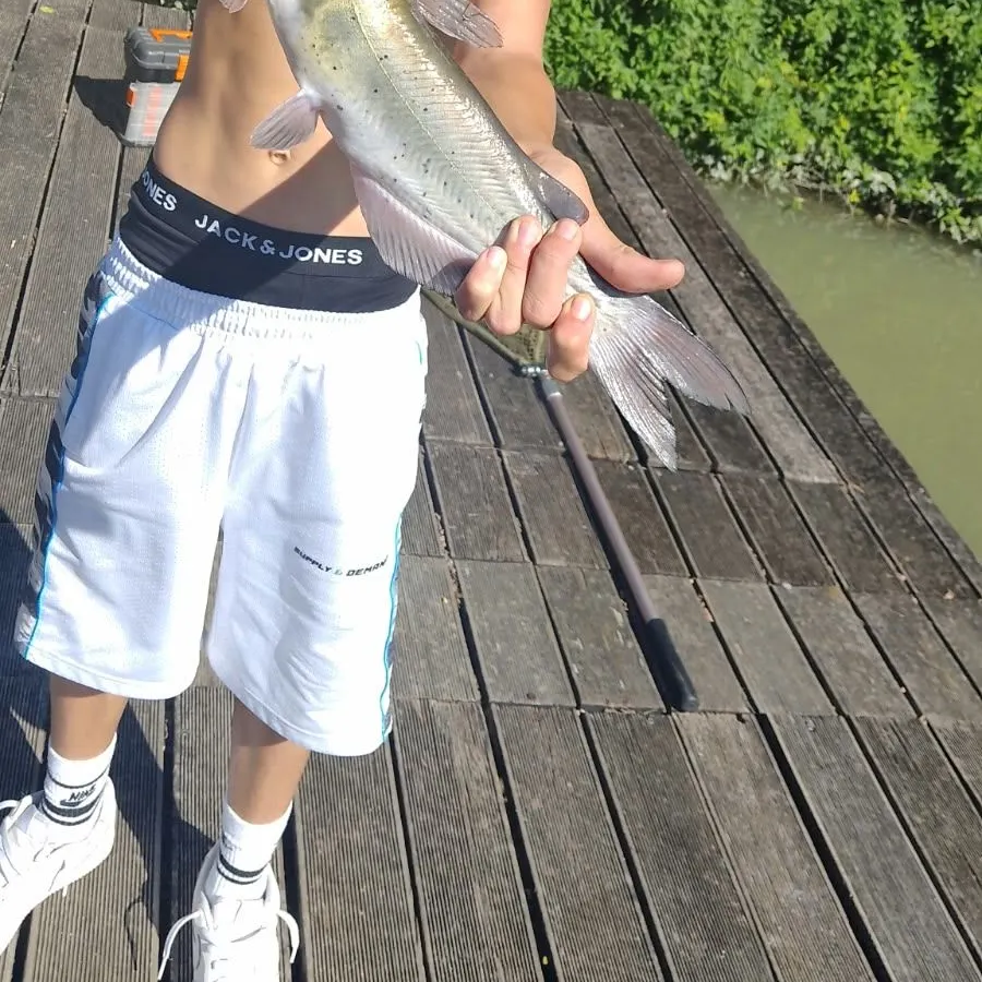 Channel catfish caught on Fishbrain