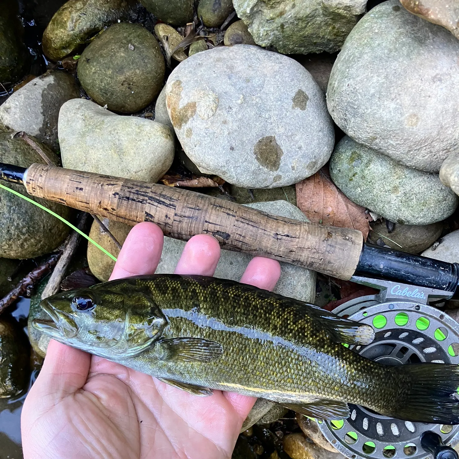 Smallmouth bass caught on Fishbrain