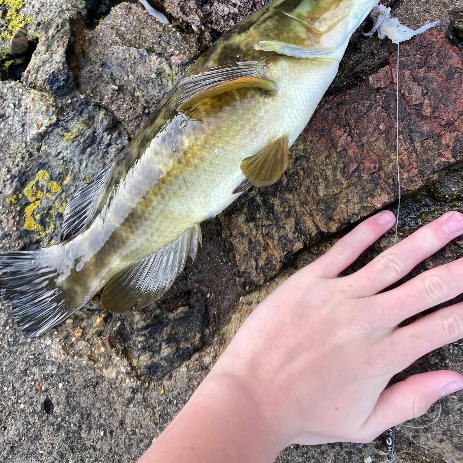 The most recent Ballan wrasse catches on Fishbrain