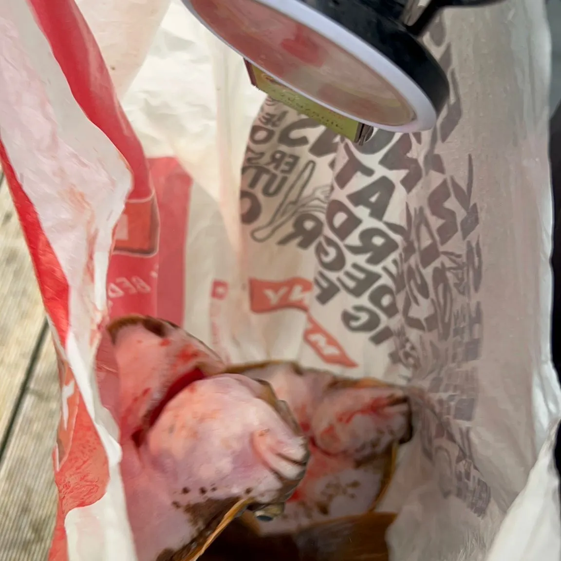 The most recent Witch flounder catches on Fishbrain