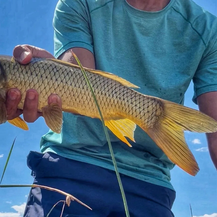 Common carp caught on Fishbrain