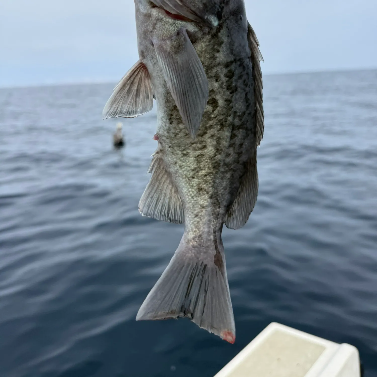 The most recent Blue rockfish catches on Fishbrain