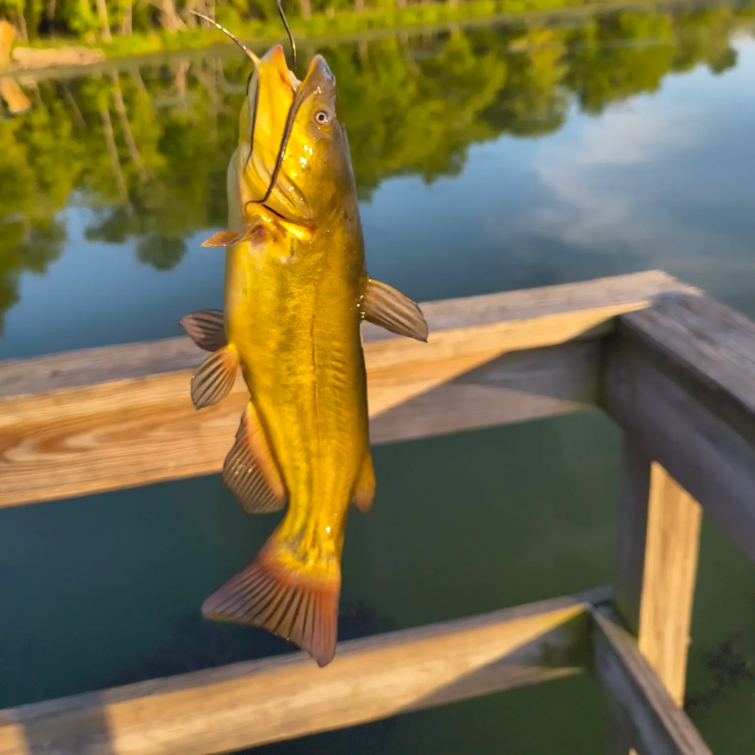 Yellow bullhead caught on Fishbrain