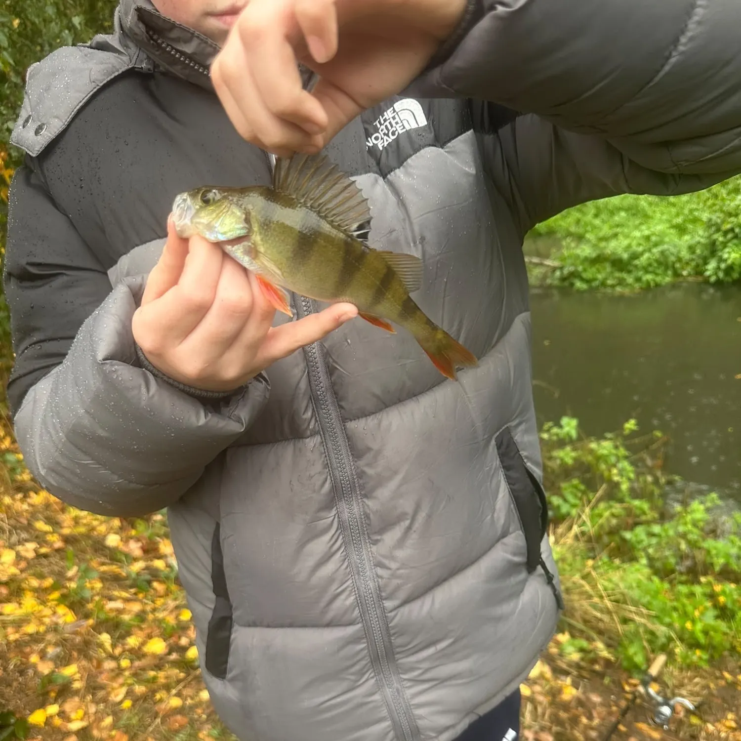 European perch caught on Fishbrain