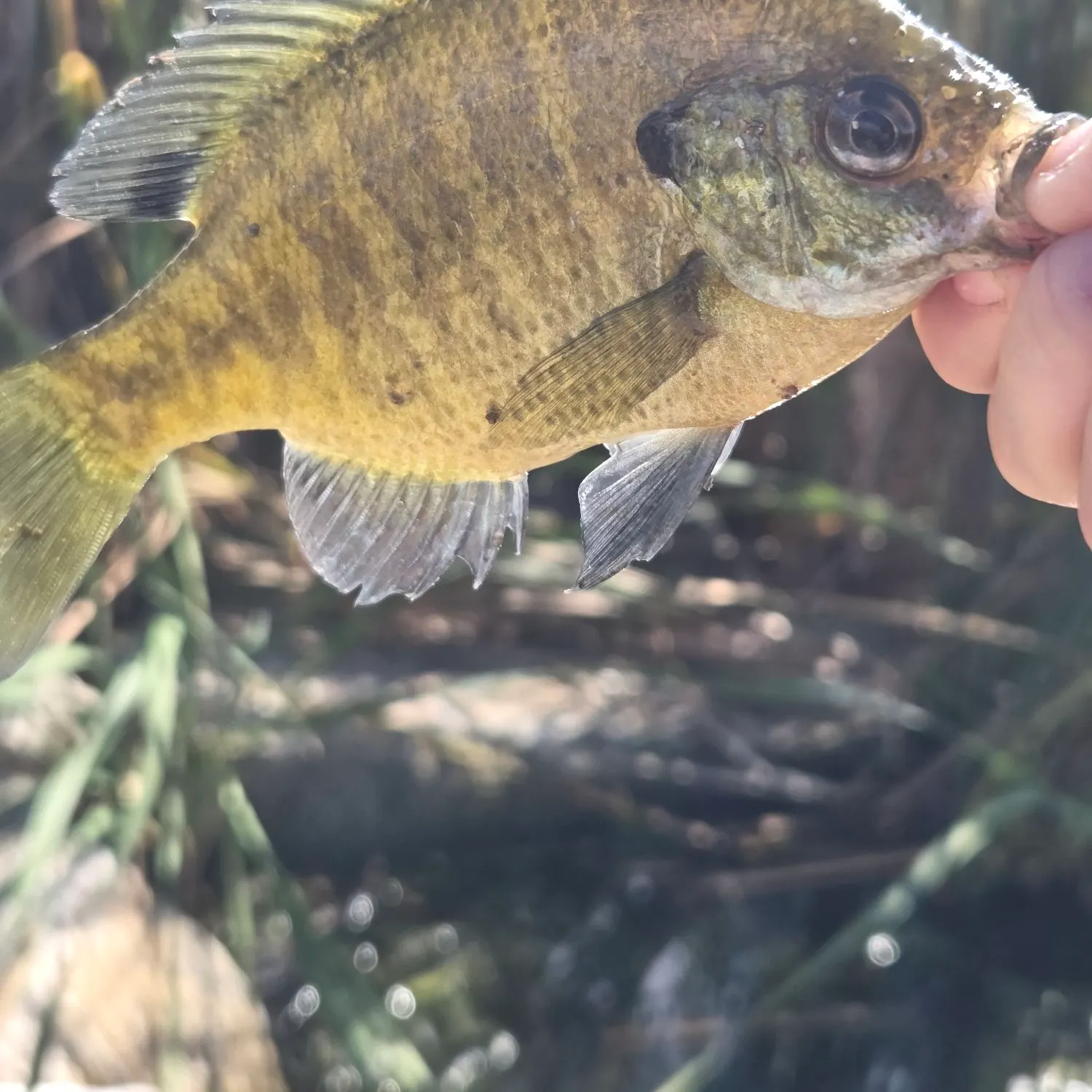Bluegill caught on Fishbrain