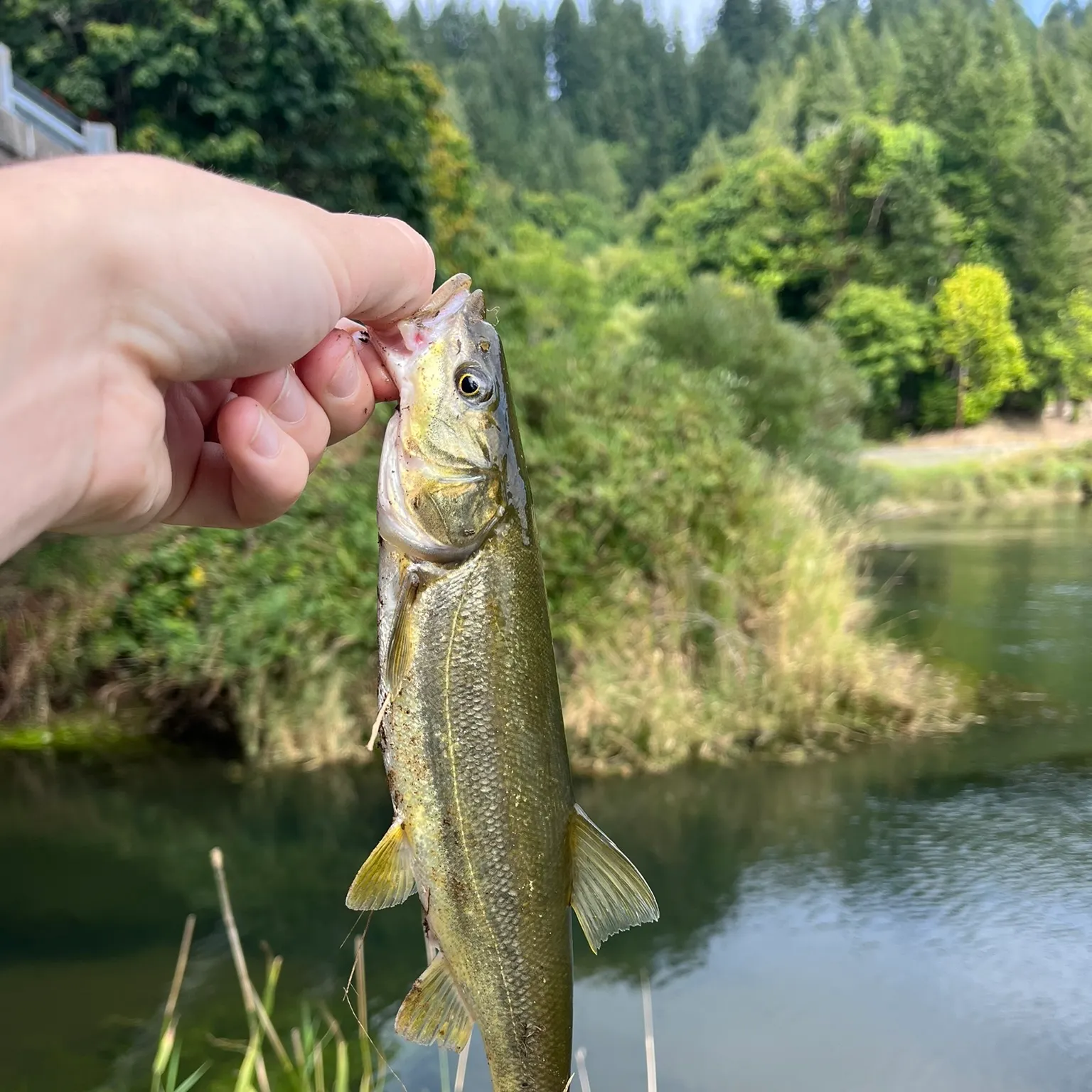 The most recent Umpqua pikeminnow catches on Fishbrain