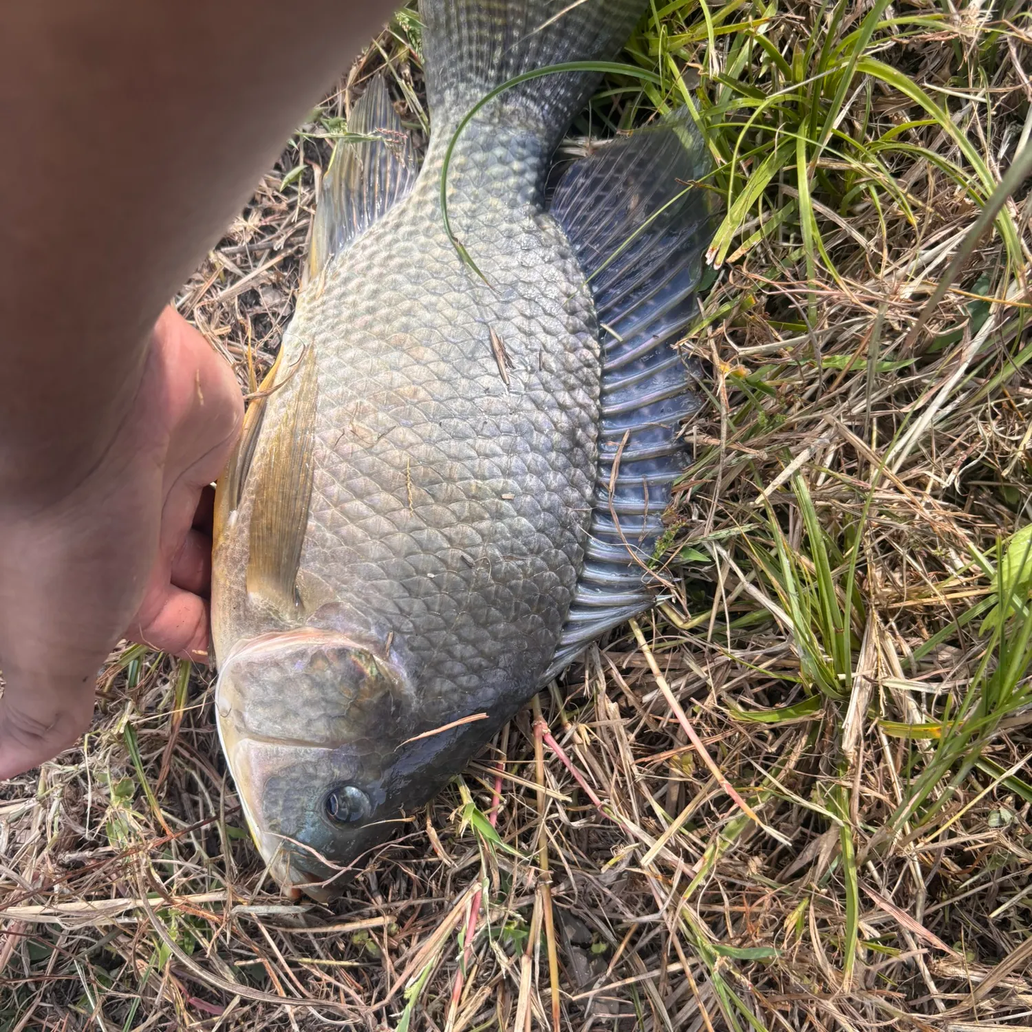 Nile tilapia caught on Fishbrain