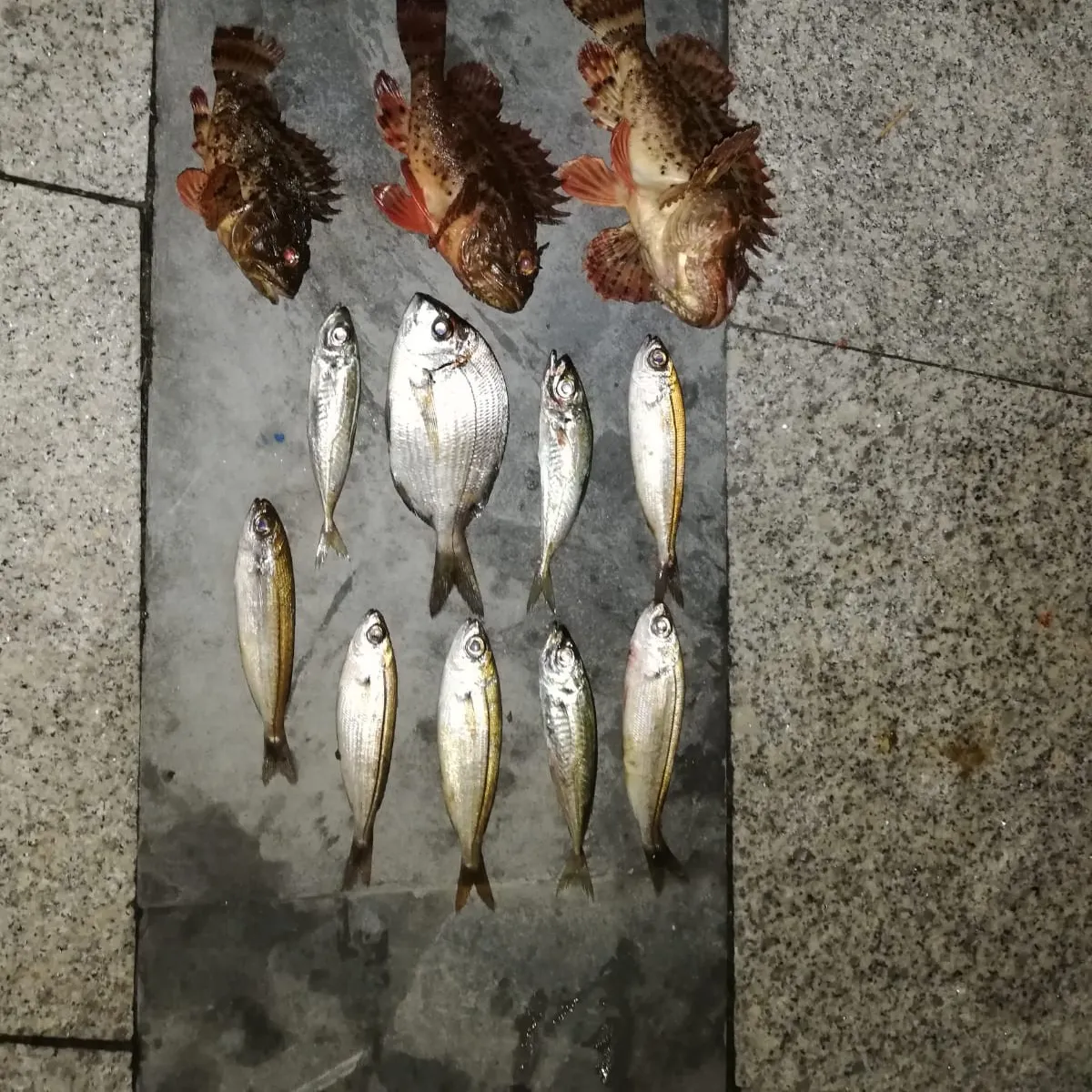 recently logged catches