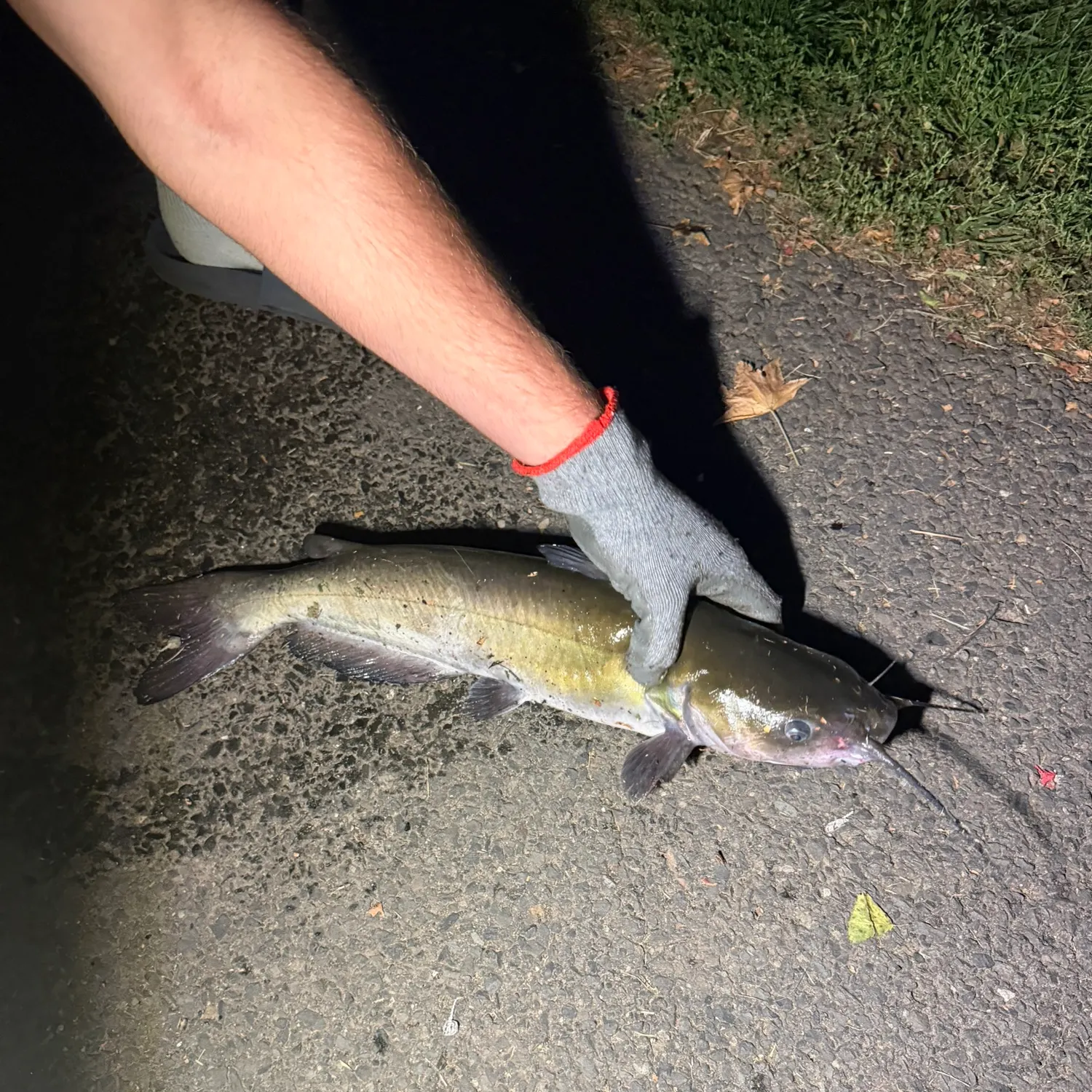 Channel catfish caught on Fishbrain