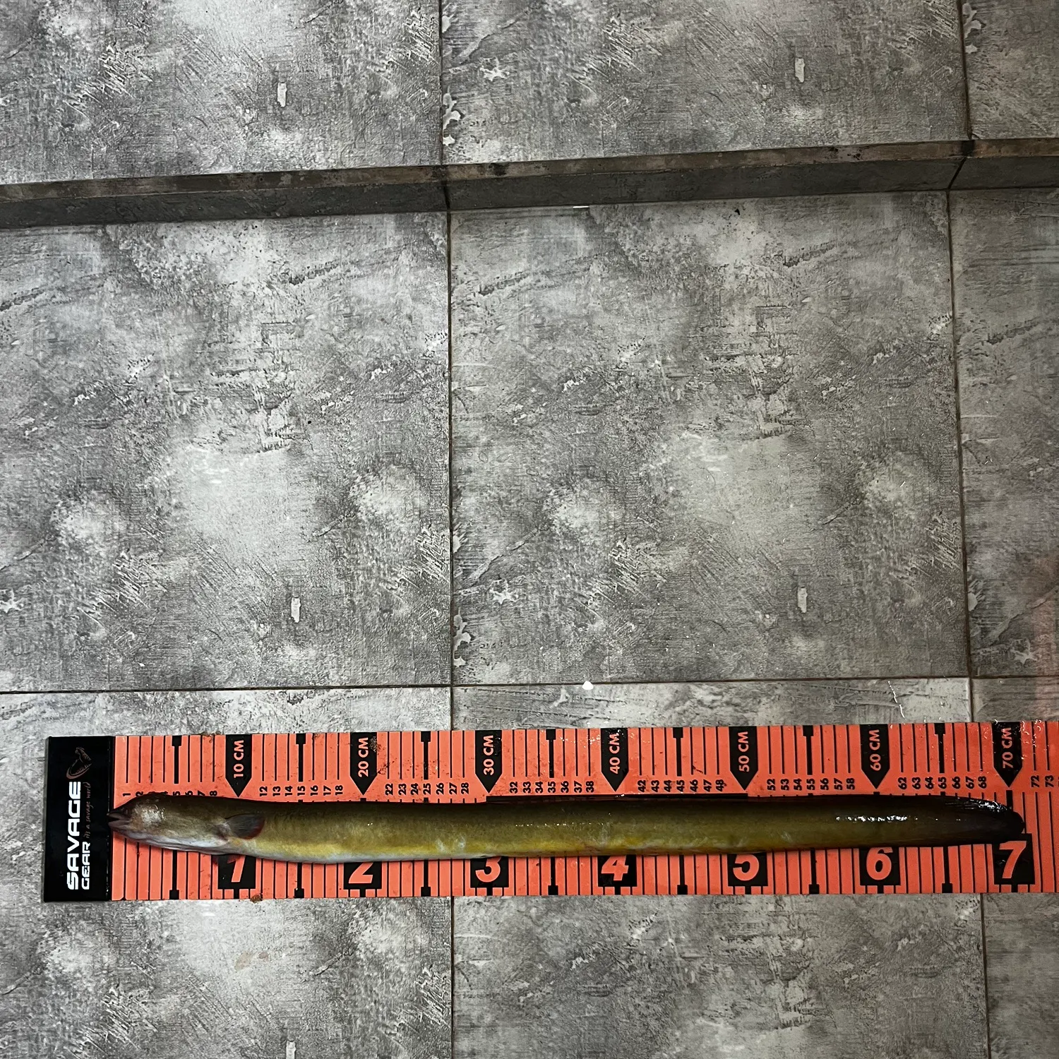 The most recent Shortfin eel catches on Fishbrain