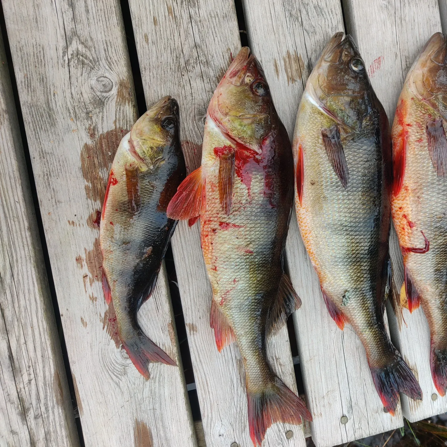 recently logged catches