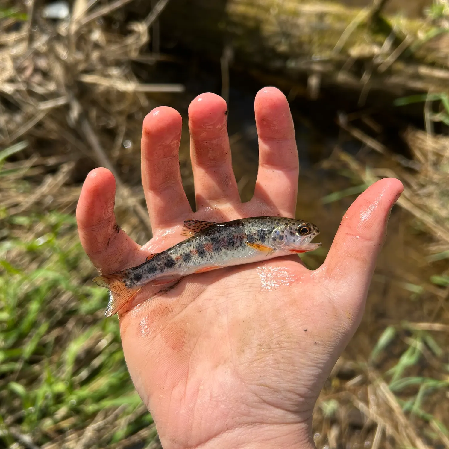 The most recent Coastal cutthroat trout catches on Fishbrain