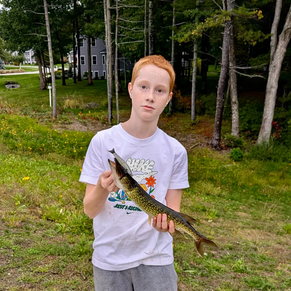 Chain pickerel caught on Fishbrain