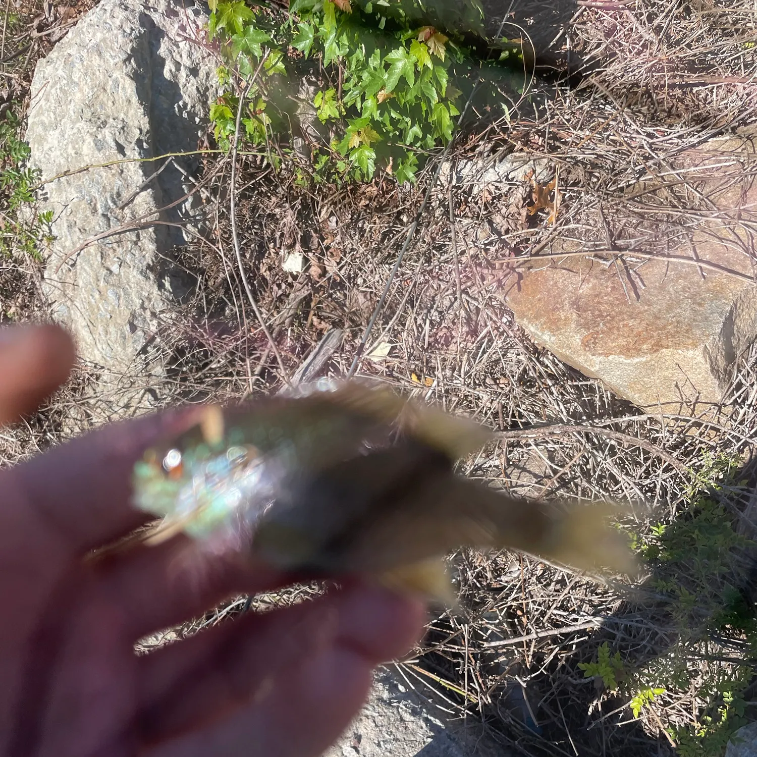 Bluegill caught on Fishbrain
