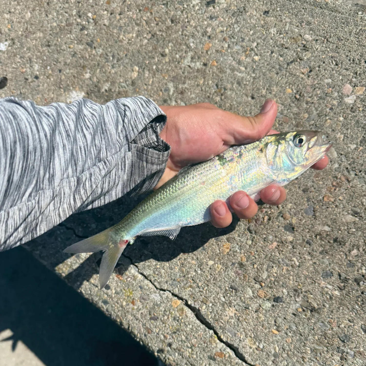American shad caught on Fishbrain