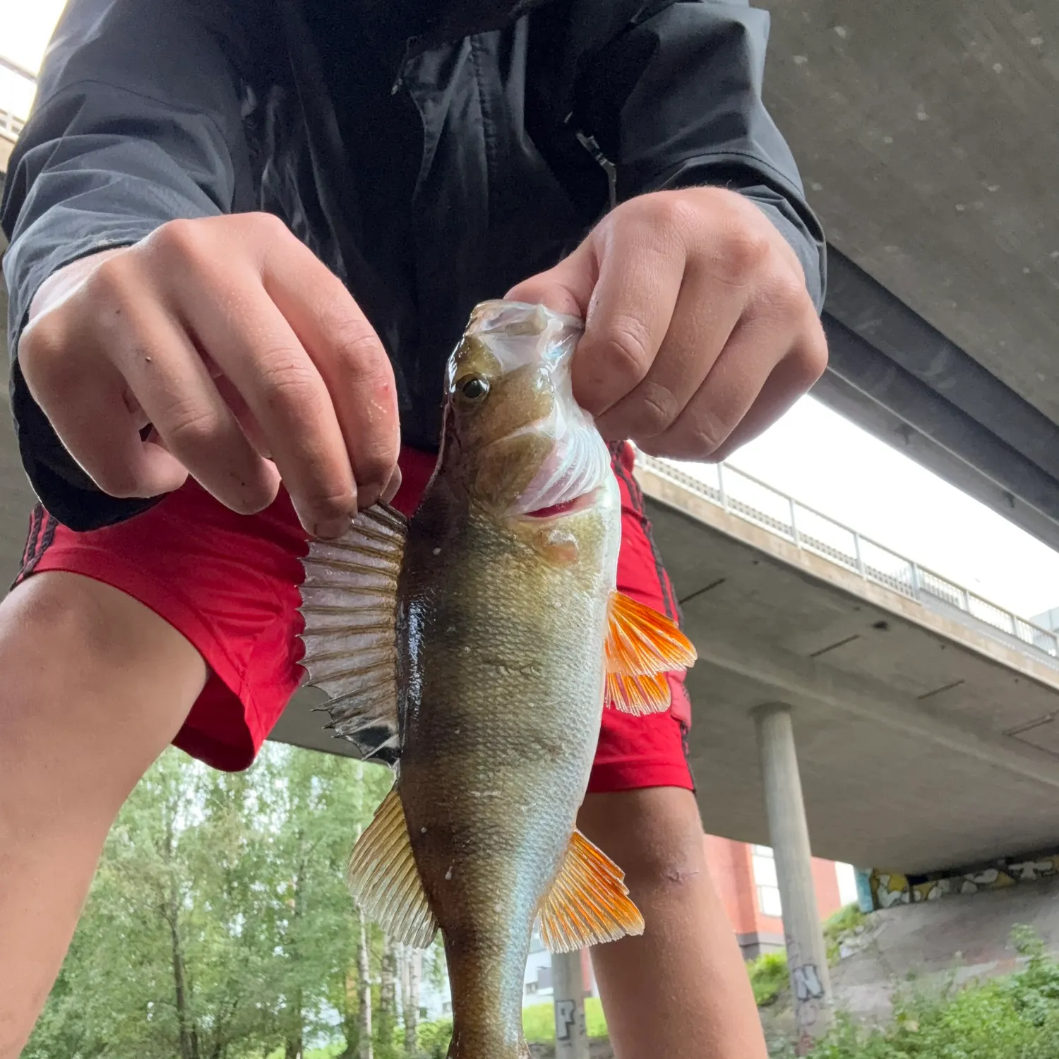 European perch caught on Fishbrain