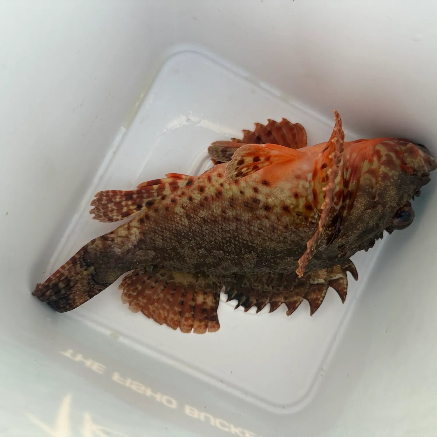 The most recent Eastern red scorpionfish catches on Fishbrain