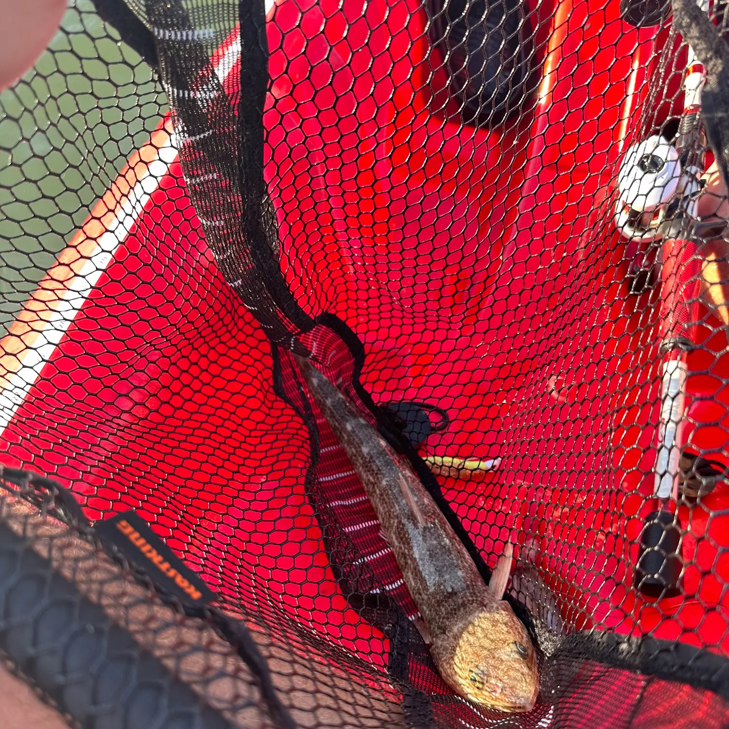 Inshore lizardfish caught on Fishbrain