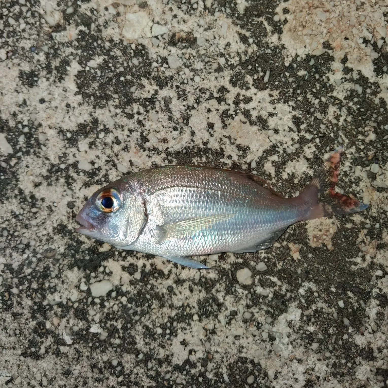 Red seabream caught on Fishbrain
