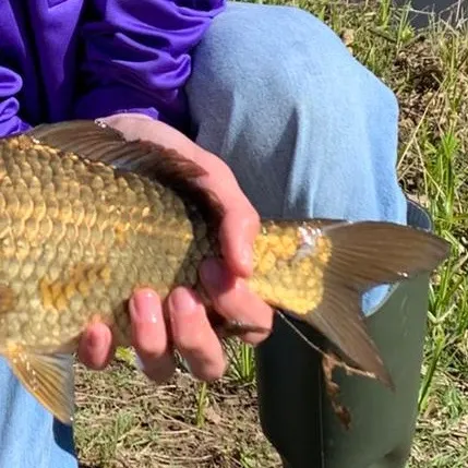 Crucian carp caught on Fishbrain