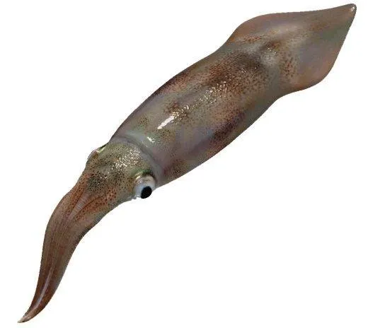 Shellfish