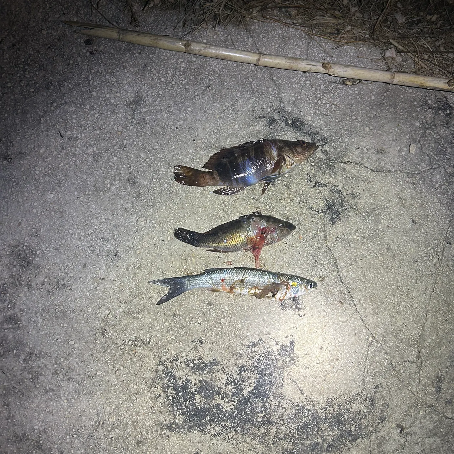 The most recent Painted comber catches on Fishbrain