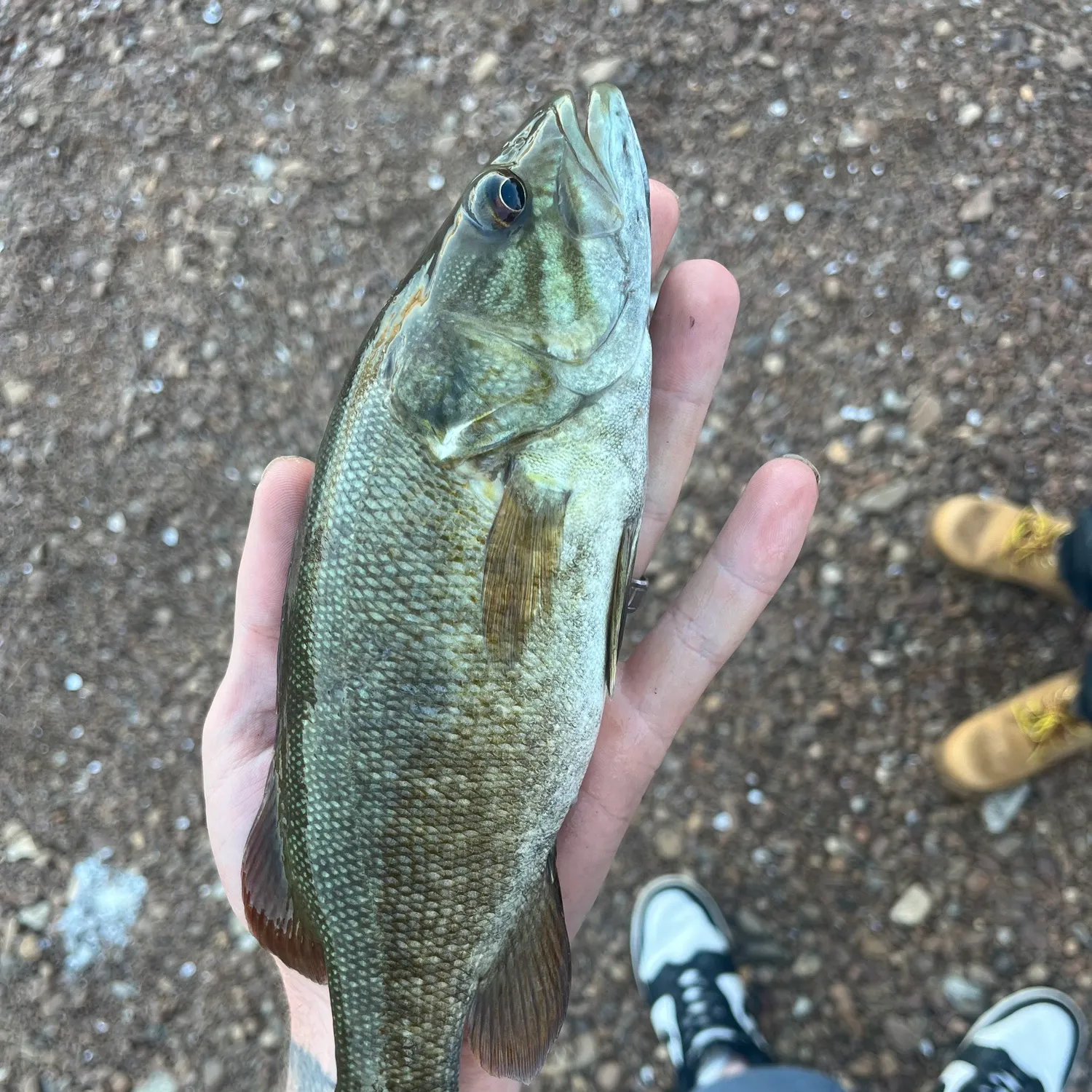 Smallmouth bass caught on Fishbrain