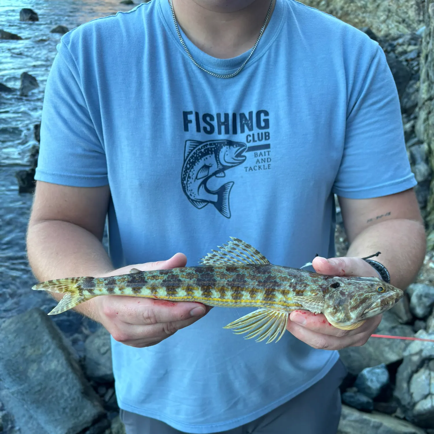 The most recent Sand diver catches on Fishbrain