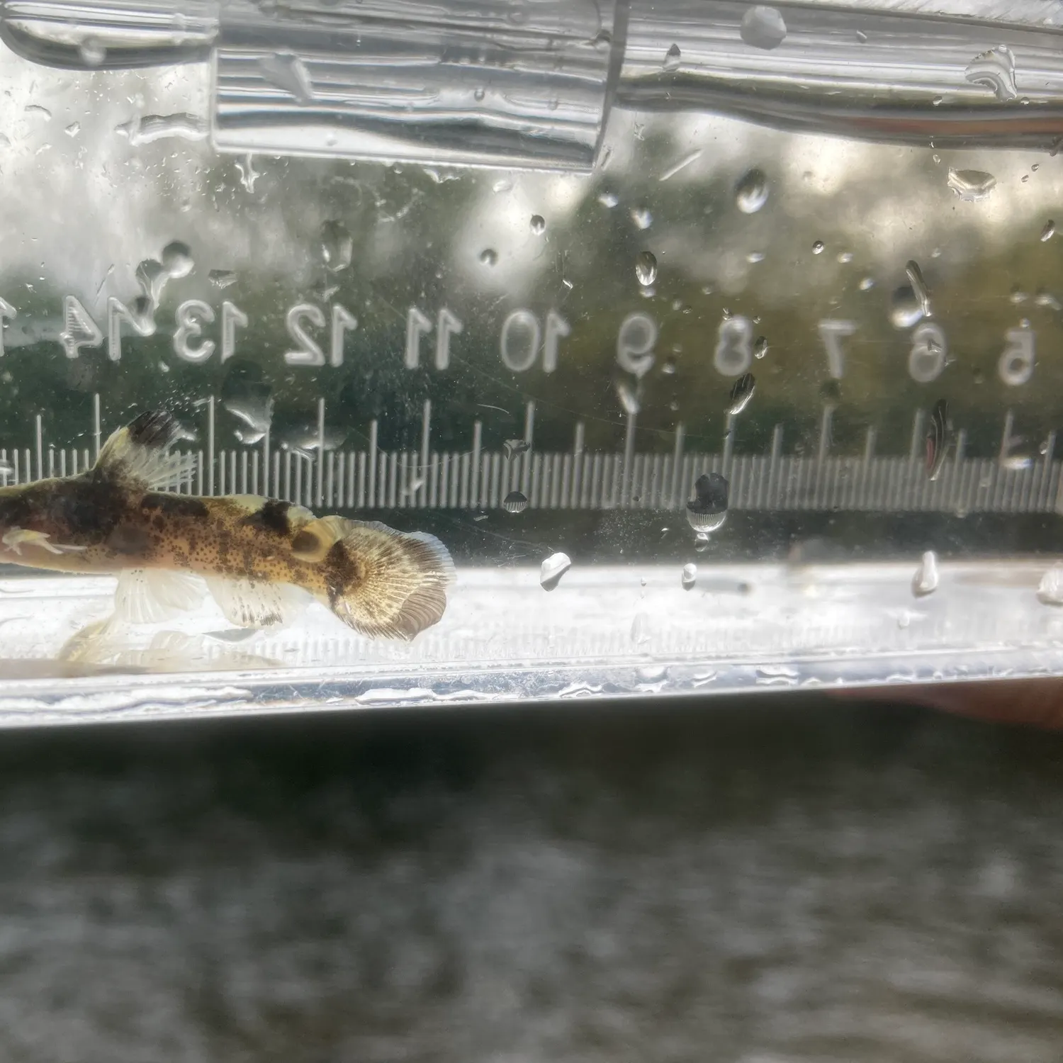 The most recent Brindled madtom catches on Fishbrain